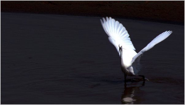 阿賀野川の白鷺