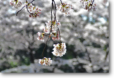 満開の新潟市の桜へ