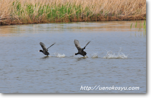 阿賀野川河口の野鳥たち