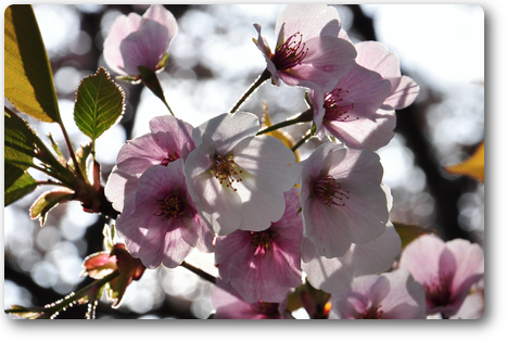 護国神社参道の桜