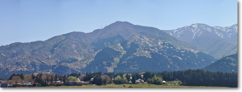 鳴沢峰の下部に小山田の桜樹林帯。山塊全体に白く見えるのが桜。菅名岳頂部は雪。