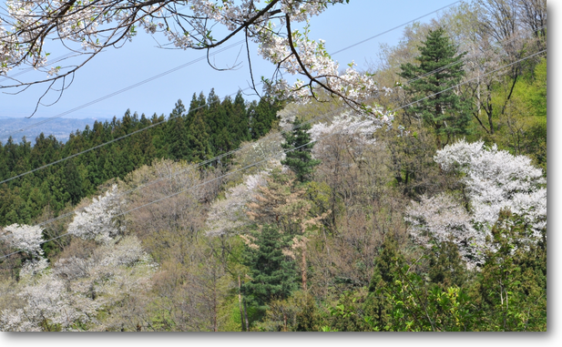 向かいの峰の彼岸桜樹林