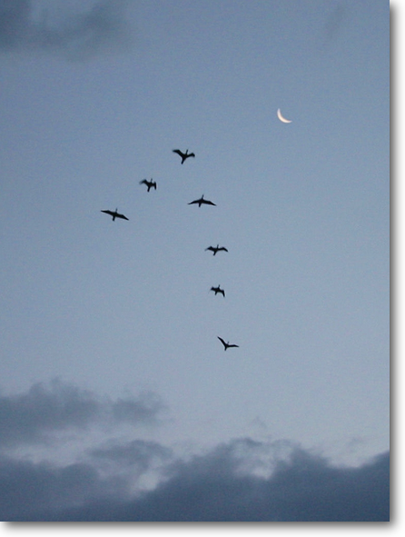 早朝の月に渡り鳥