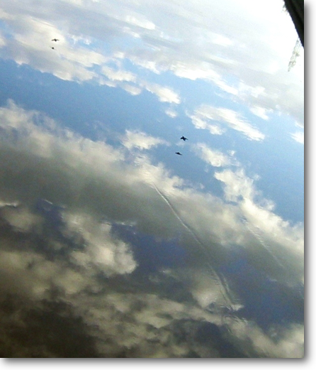 夏に見たカワセミの超低空飛行