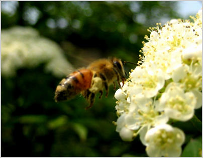 ナナカマドの花と蜂