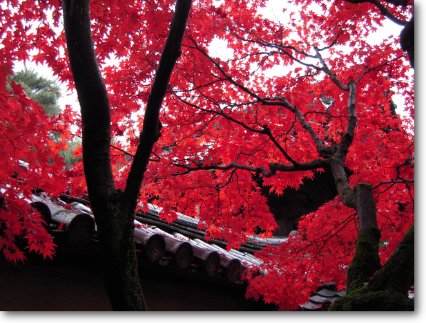 大仙院入口の深紅の紅葉