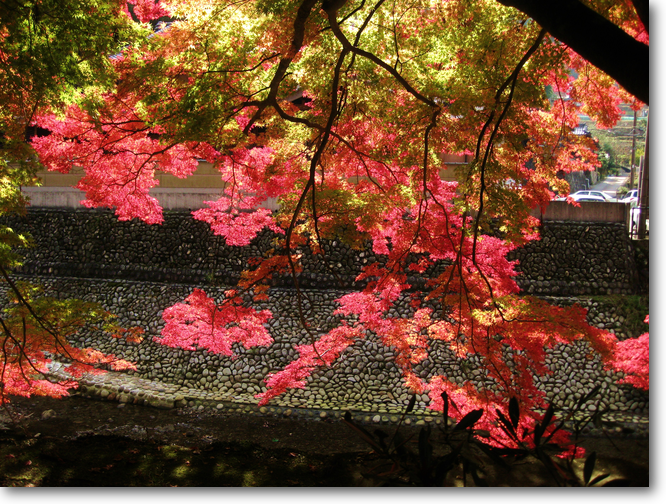 室生寺の逆光で見た紅葉