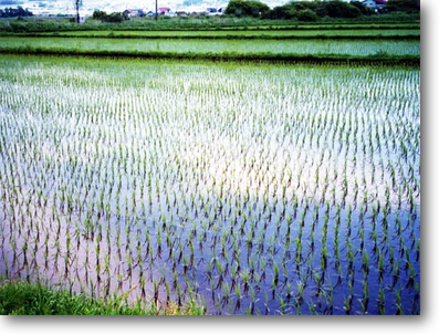 五月晴れに植えられた稲の苗