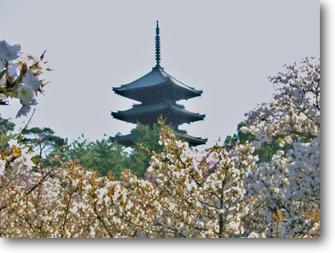仁和寺の御室の桜と五重塔