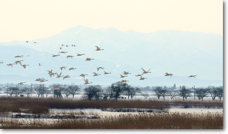 福島潟を飛び出す白鳥