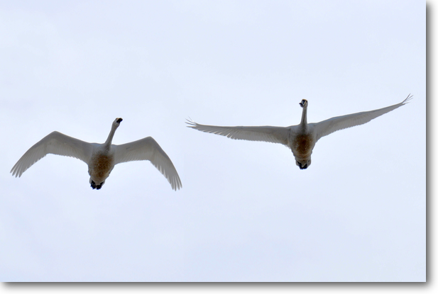 福島潟上空を飛ぶコハクチョウ