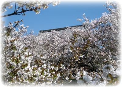 仁和寺の御室の桜