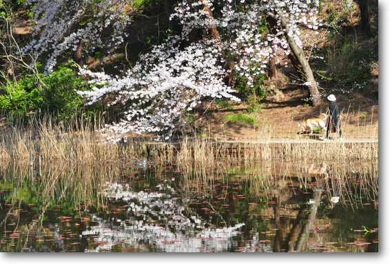 じゅんさい池公園の桜