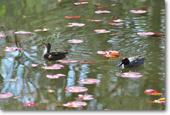 じゅんさい池の水鳥