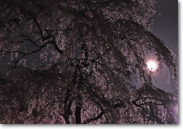 満月に照らされる「祇園しだれ」