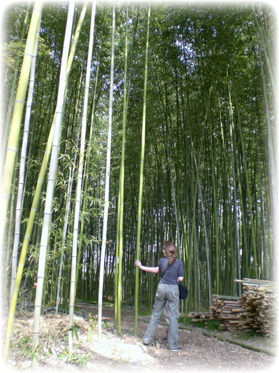 竹に日本情緒を感じているアーラさん