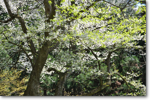 小山田 彼岸桜と広葉樹の新芽